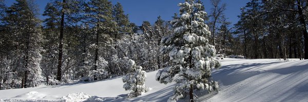 KaibabNF Profile Banner