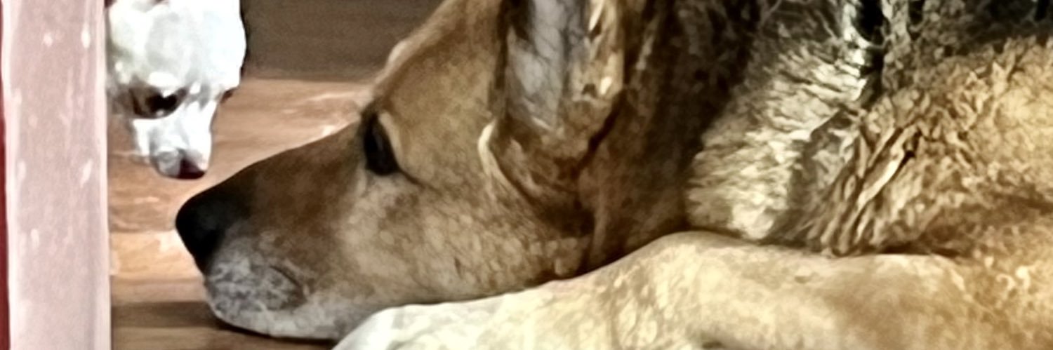 loveacat's profile banner image