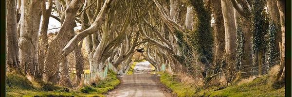 davidplotz Profile Banner