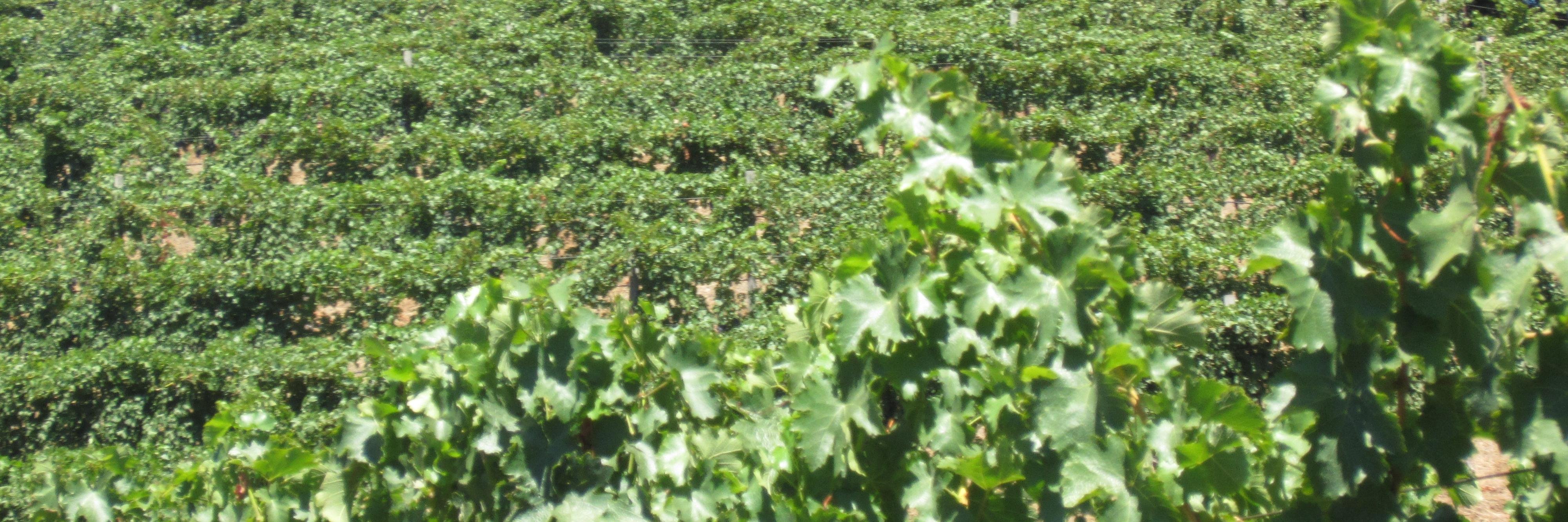 WineCloudinc's profile banner image