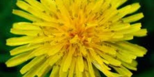 The Georg 🐀 banner