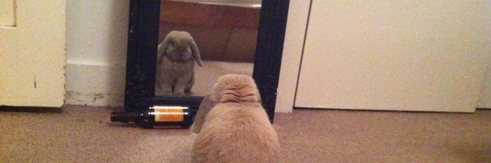 hungoverbunny's profile banner image