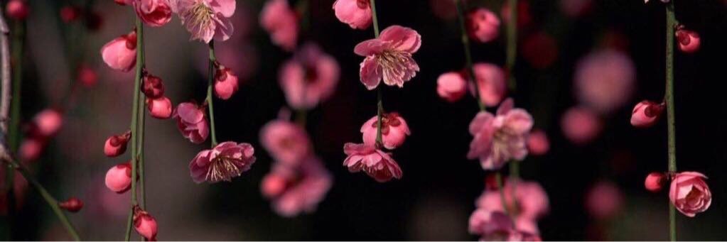 Reem_Algebreen's profile banner image