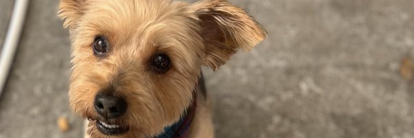 wootietaang Profile Banner