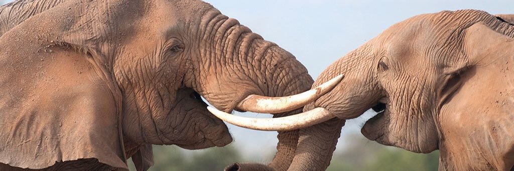 ndunguke's profile banner image