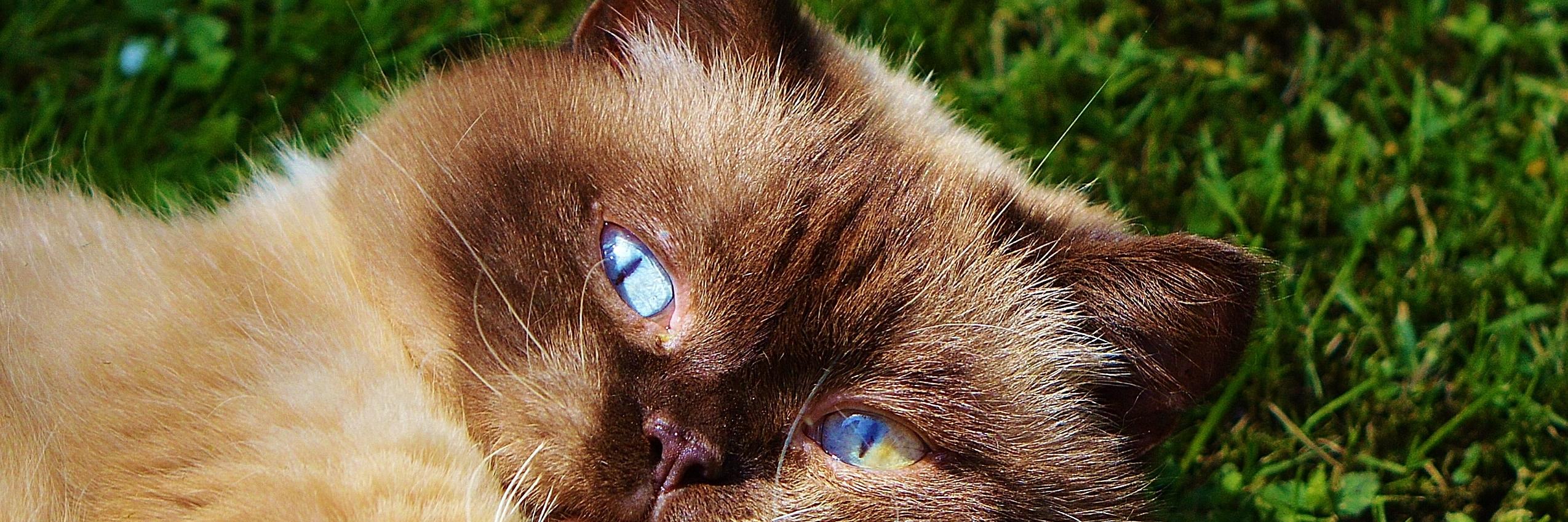 CatgalleryRu's profile banner image