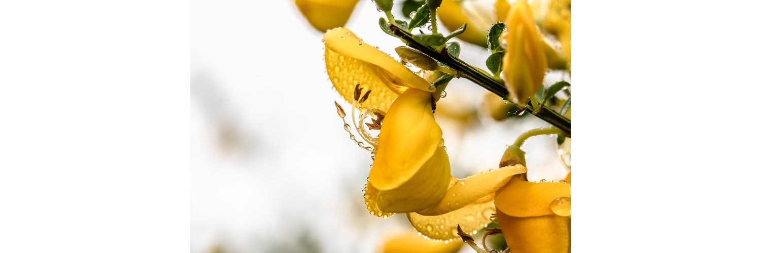 chachahe's profile banner image