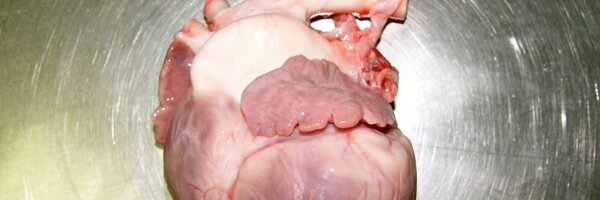 goseton Profile Banner