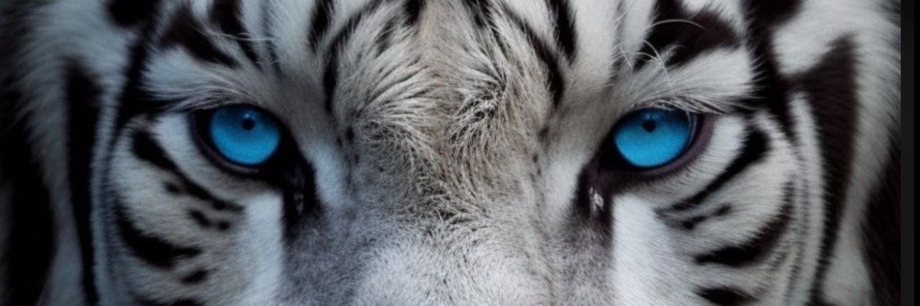 Lavarini's profile banner image
