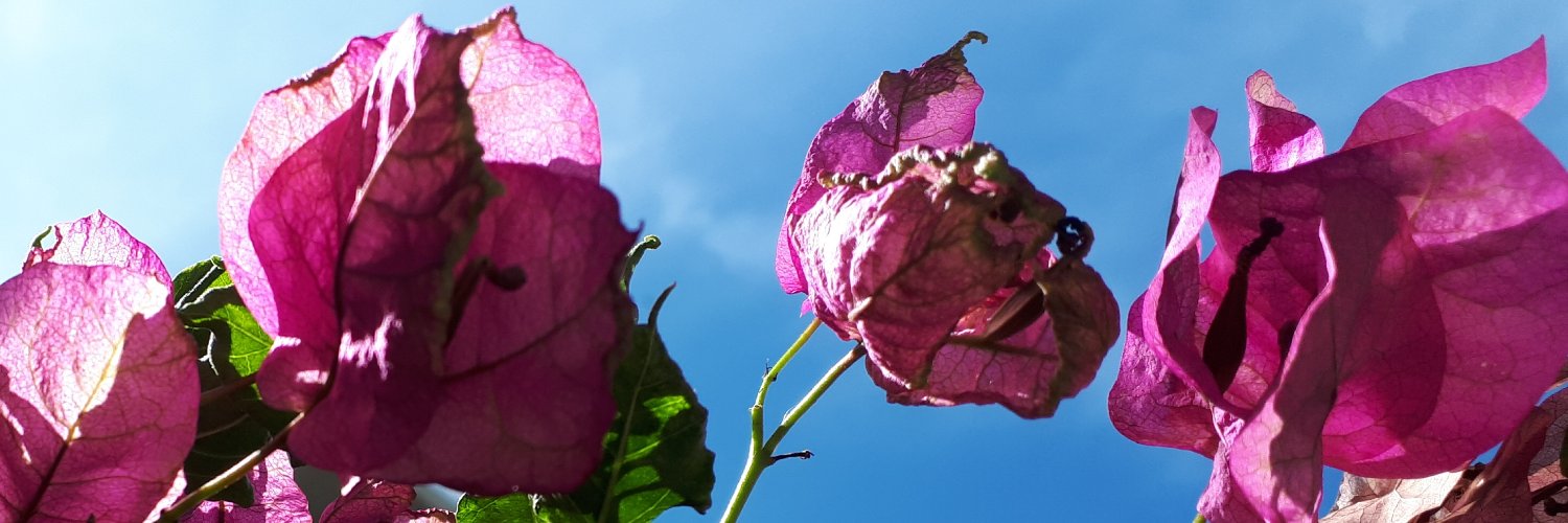 Termaza's profile banner image