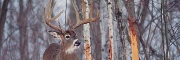 UltimateDeerHgr's profile banner image