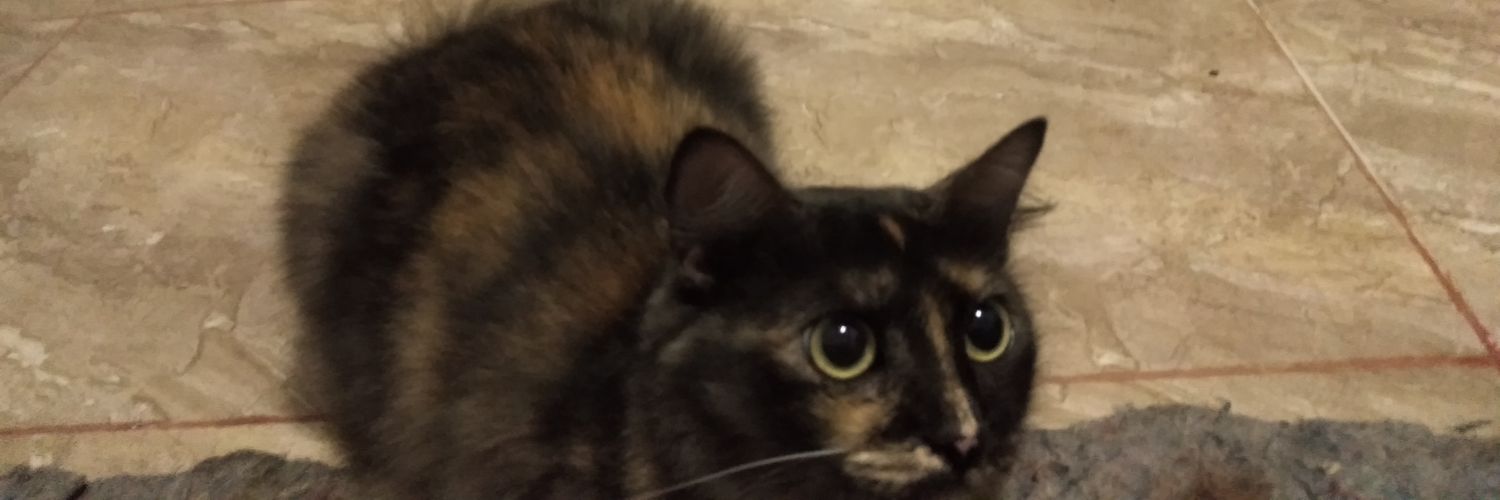 tyaraulfaa's profile banner image