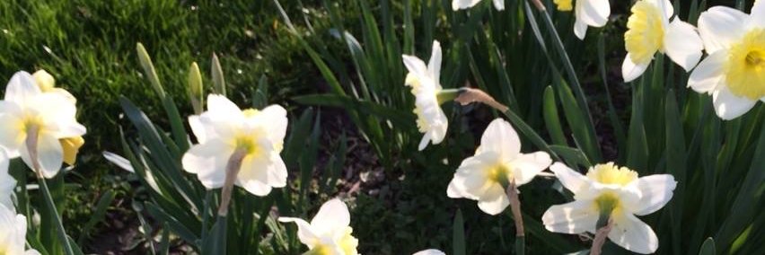 RalphFascitelli's profile banner image