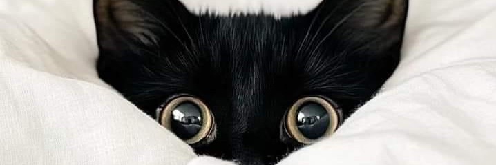 Wenks's profile banner image