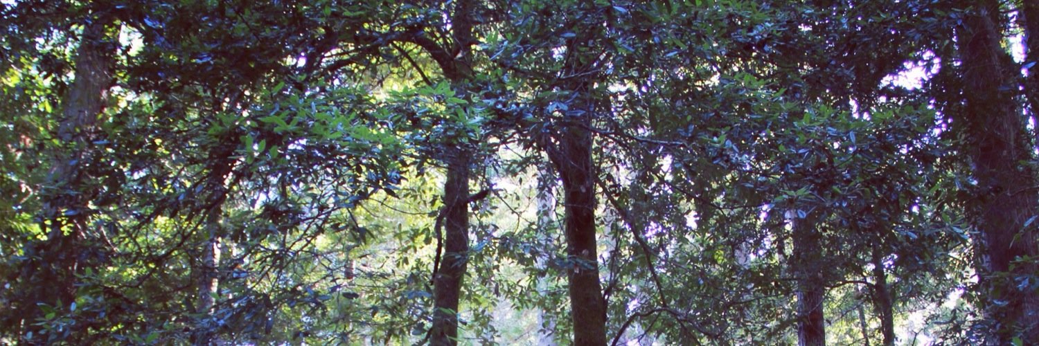 ryantambo's profile banner image