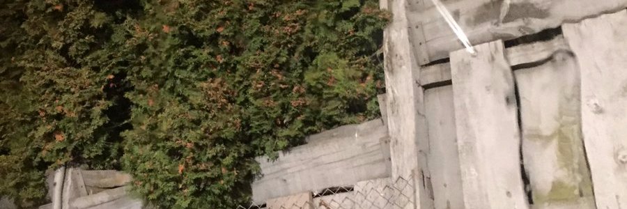 R0seWithThorns's profile banner image