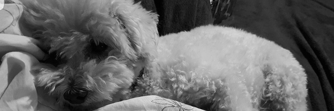 rochimaccio's profile banner image