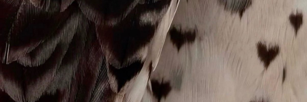 raza_nv's profile banner image