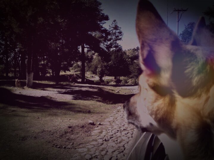 sarasupertraamp's profile banner image