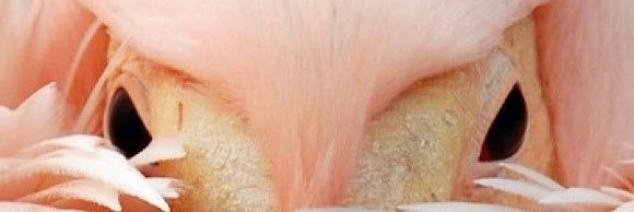 feervs's profile banner image