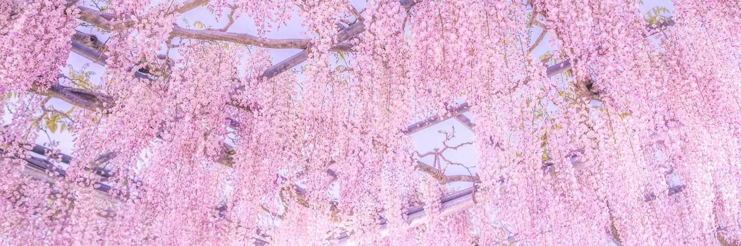 tehRisa's profile banner image