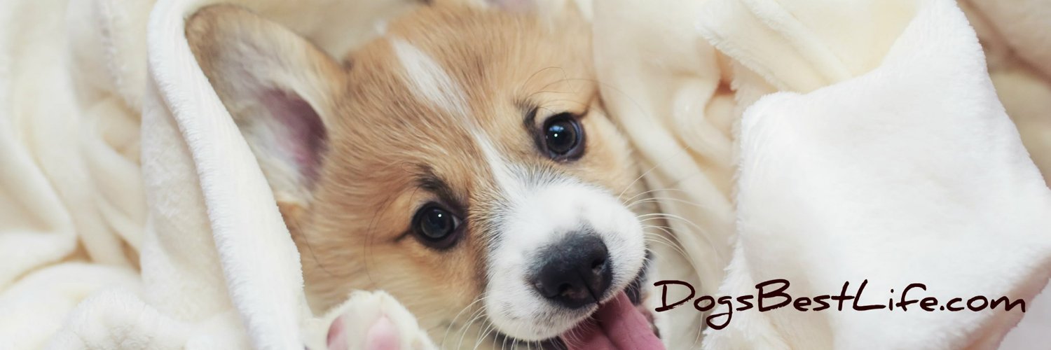 Sara B. Hansen banner