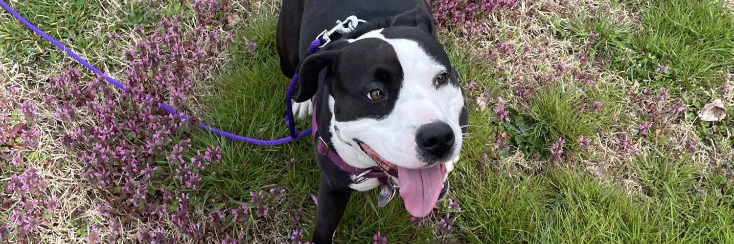 Sarah Kloepple banner