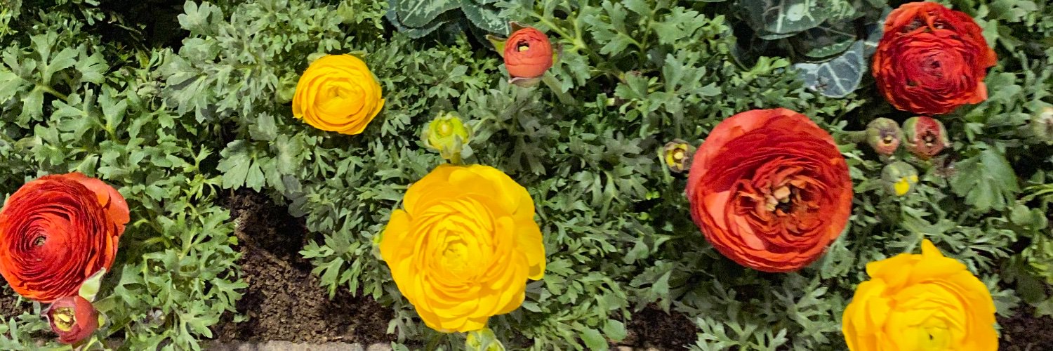 RachelMennell's profile banner image