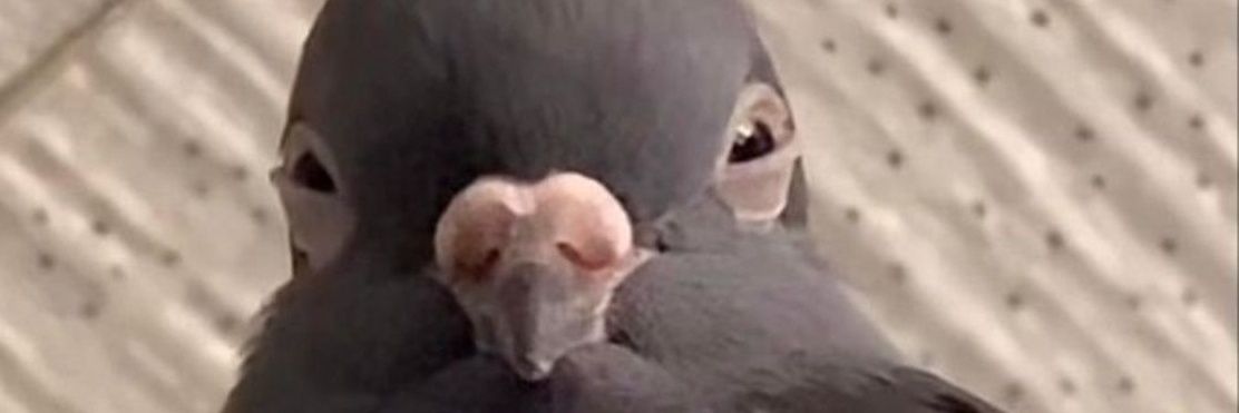 contente_se's profile banner image