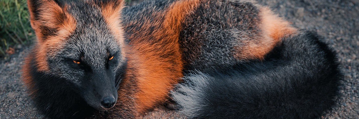 MecWithCapuche's profile banner image