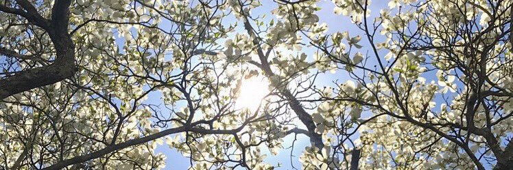 amybird88's profile banner image