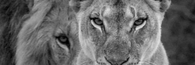 xavier_franci's profile banner image