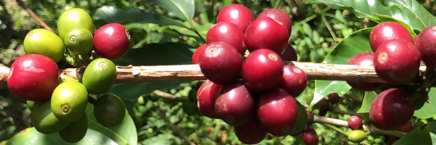 Flight Coffee banner