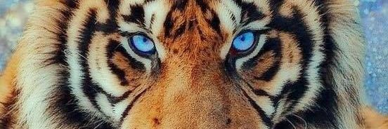 amaniattar's profile banner image