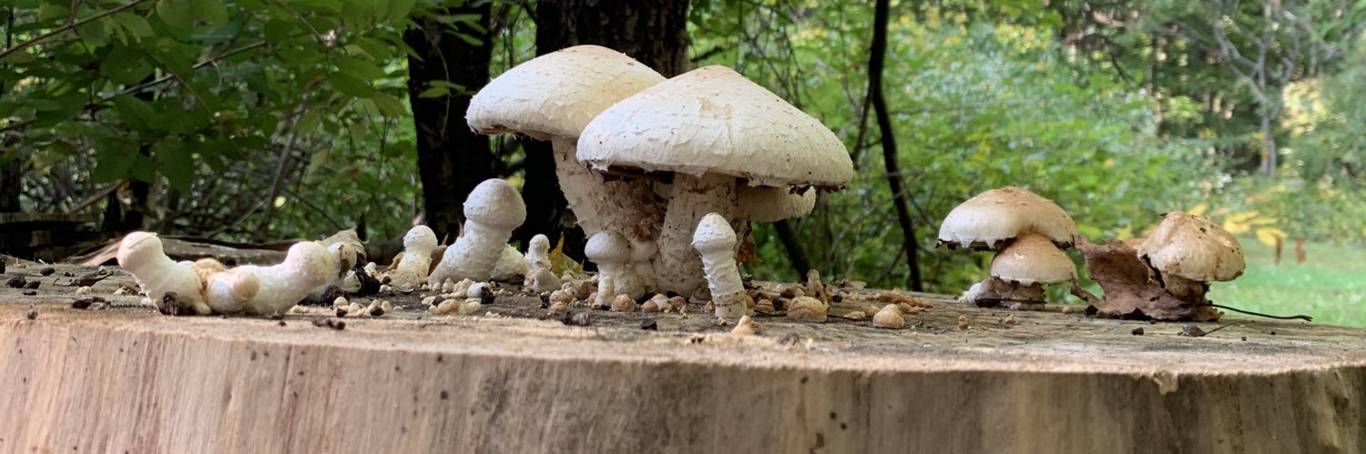 yogi315's profile banner image