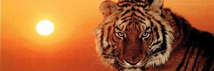 Tigre Mazter incomparable banner