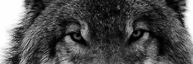 83elgerber's profile banner image