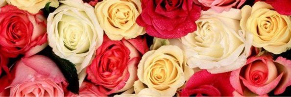 LisaGiannina's profile banner image