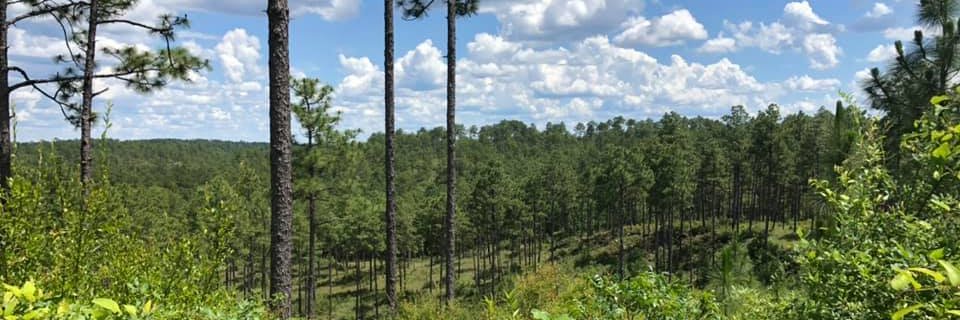 Matthew Calamia banner