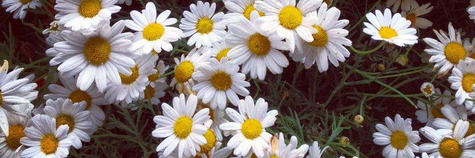 cutechamomile's profile banner image