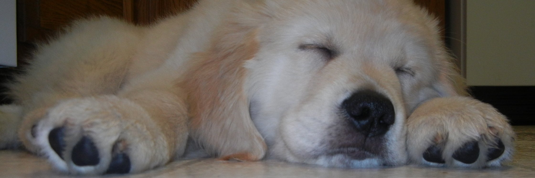 GoldenCody's profile banner image