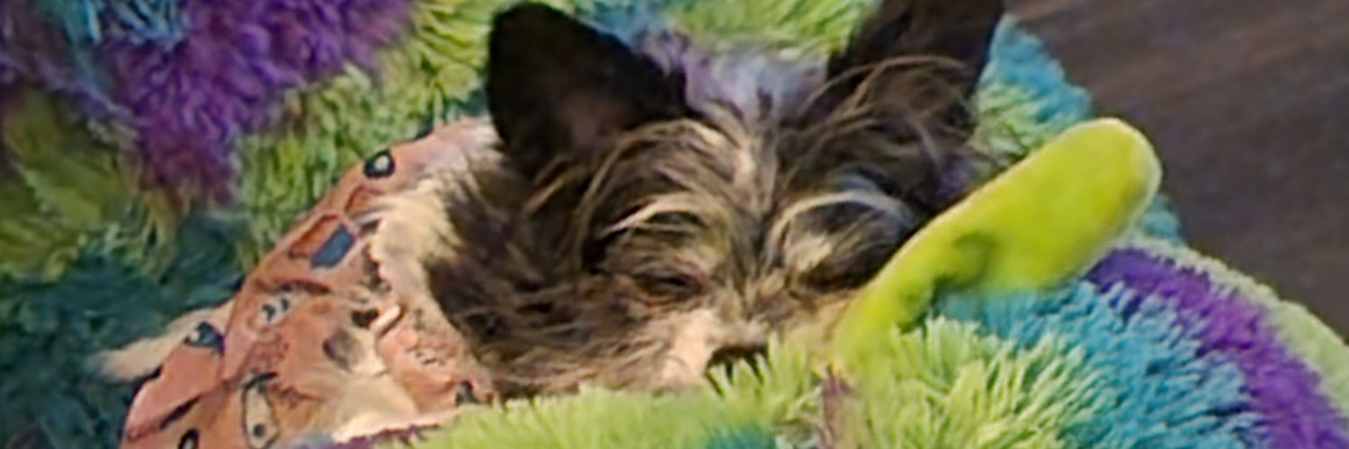 HeatherInHiding's profile banner image