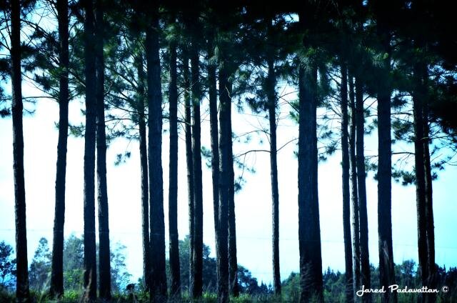 jaredpadda's profile banner image