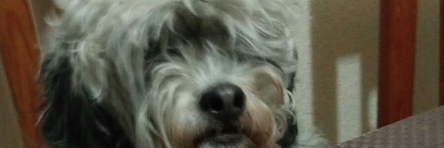 oscareslp's profile banner image