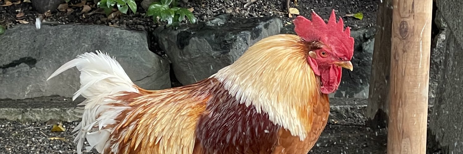 jashinnet's profile banner image