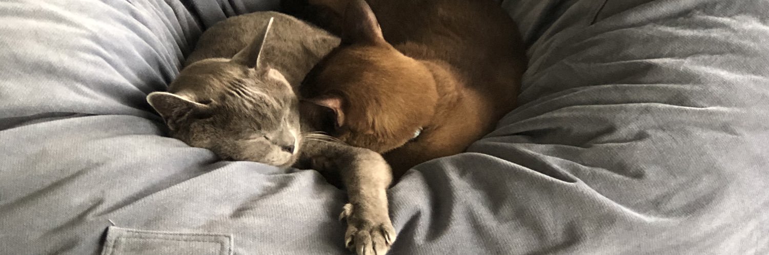 Worstteddybear's profile banner image