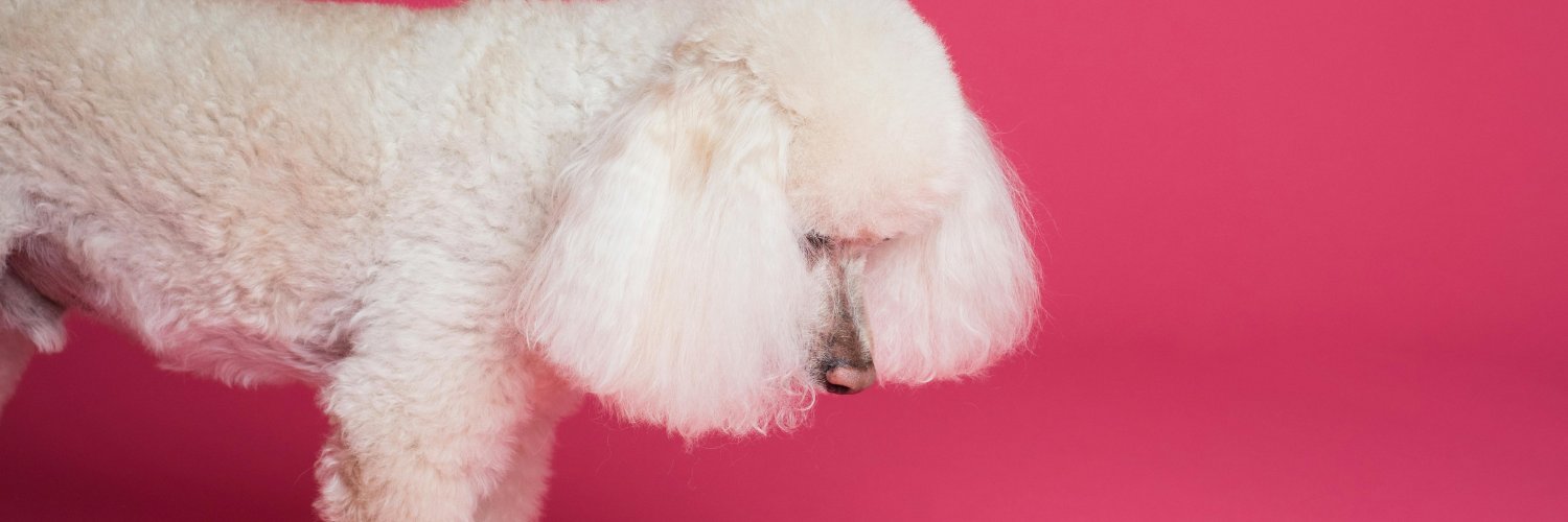 SugarKa's profile banner image