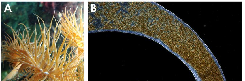 Felipe Ramirez 🦑👊🖐️🐳🦈 banner