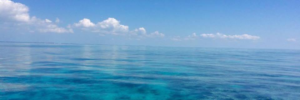 anniebrie's profile banner image