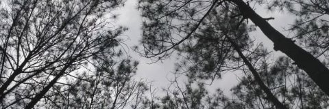 susuryayanini's profile banner image